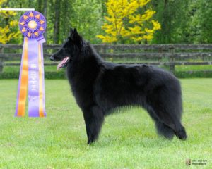 National BOB Indy, Belgian Sheepdog © Jerry and Lois Photography All rights reserved http://www.jerryandloisphotography.com http://www.jerryandlois.com 